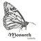 The Monarch butterfly Danaus plexippus vector