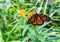 Monarch butterfly, Danaus plexippus, wanderer, common tiger, on Asclepias tuberosa, the butterfly weed, in a backyard garden