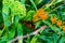 Monarch butterfly, Danaus plexippus, wanderer, common tiger, on Asclepias tuberosa, the butterfly weed, in a backyard garden