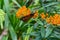 Monarch butterfly, Danaus plexippus, wanderer, common tiger, on Asclepias tuberosa, the butterfly weed, in a backyard garden