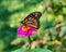 Monarch butterfly, Danaus plexippus, wanderer, common tiger, on deep pink, purple flower, zinnia in a backyard garden