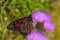 Monarch butterfly, Danaus plexippus, wanderer, common tiger, on purple flower, thistle