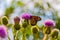 Monarch butterfly, Danaus plexippus, wanderer, common tiger, on purple flower, thistle