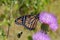 Monarch butterfly, Danaus plexippus, wanderer, common tiger, on purple flower, thistle with bumblebee in flight.