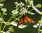 Monarch butterfly drinking nectar from a Eupatorium.