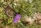 Monarch Butterfly Drinking from a Spear Thistle