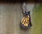 Monarch butterfly drying newly emerged wings