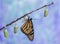 Monarch Butterfly drying wings next to three Chrysalides