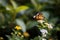 monarch butterfly eat on white flower
