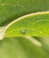 Monarch butterfly egg attached to a Milkweed leaf