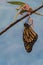 Monarch Butterfly emerges from Chrysalis blue background