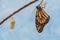 Monarch Butterfly emerges from Chrysalis blue background