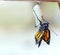 Monarch butterfly emerging from chrysalis