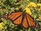 Monarch Butterfly extended wings