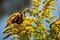 Monarch butterfly during Fall migration, landed on goldenrod