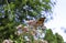 Monarch butterfly feeding on pink milkweed flowers.