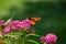 Monarch butterfly feeding on a pink swamp milkweed flower