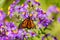 Monarch butterfly feeding on purple aster flower in summer floral background. Monarch butterflies in autumn blooming