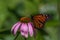 Monarch butterfly feeding on a purple coneflower in a backyard garden.