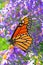 Monarch Butterfly Feeding on Purple Flowers Pollen