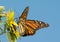 Monarch butterfly feeding on a Sunflower