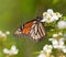 Monarch butterfly feeding on a wild Blackberry flower