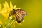 Monarch Butterfly Feeding on Yellow Wildflower