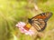 Monarch butterfly feeding on a Zinnia