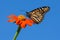 Monarch Butterfly feeding on zinnia flower