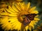 Monarch butterfly feeds on brilliant sunflower