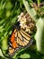 Monarch Butterfly feeds on Milkweed flowers at Cayuga Lake