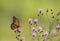 Monarch Butterfly feeds on small purple knapweed flowers in the meadow