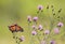 Monarch Butterfly feeds on small purple knapweed flowers in the meadow