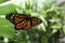 Monarch butterfly on fern leaf in garden