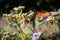 Monarch Butterfly on a Flower