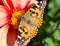 Monarch Butterfly on flower.