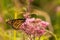 Monarch butterfly on flower taking pollen
