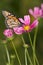 Monarch Butterfly And Flowers