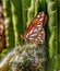 A Monarch Butterfly with folded wings rests on a thorny western California cactus.