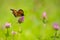 Monarch butterfly foraging on a purple clover flower, in a field in Quebec, Canada.