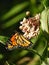 Monarch Butterfly gathers nectar on milkweed
