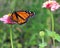 Monarch butterfly going from flower to flower