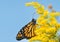Monarch butterfly on a Goldenrod flower in fall