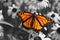 Monarch Butterfly on Gray Background - Danaus plexippus