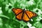 Monarch Butterfly on Green Background - Danaus plexippus