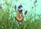 Monarch butterfly hanging from purple lavender flower