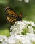 A Monarch Butterfly on a Hydrangea Flower in Colorado