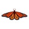 Monarch butterfly isolated vector illustration