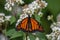 Monarch butterfly with its wings spread