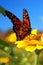 A Monarch Butterfly Landing on a Flower